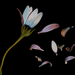 Me quiere... no me quiere...